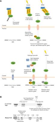 Oxidant-Sensing Pathways in the Responses of Fungal Pathogens to Chemical Stress Signals